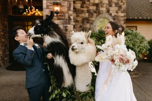 pamela + salone / wedding day with llamas
